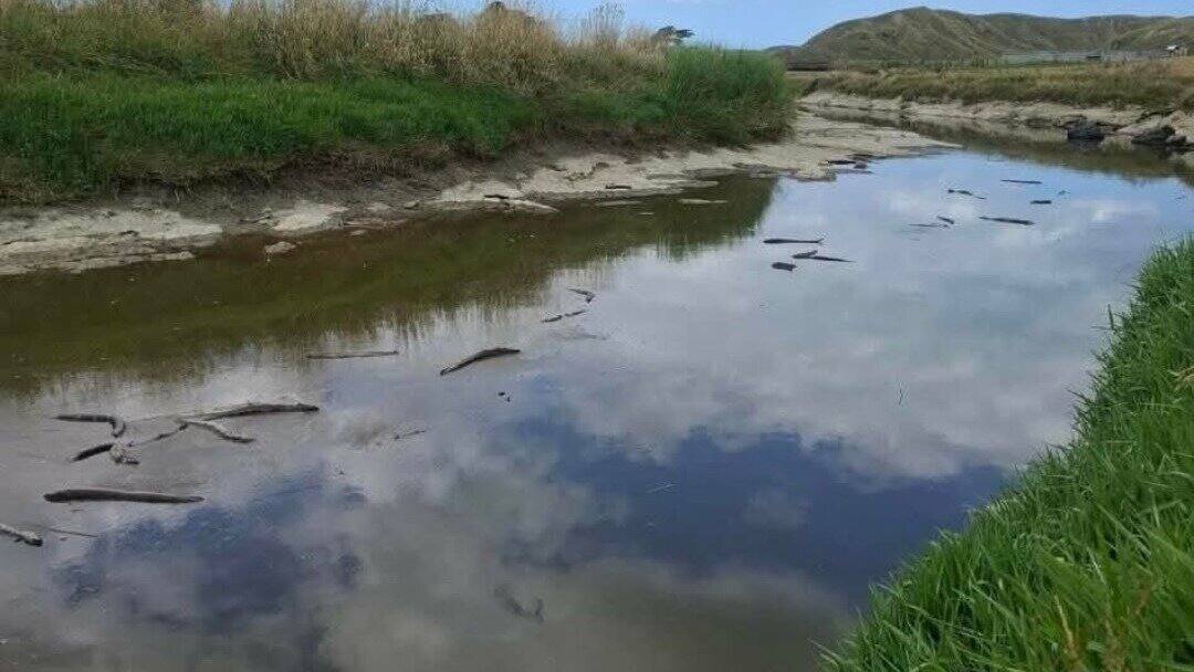 Waiatāi Stream eel deaths : Tests find natural  blackwater event  to blame
