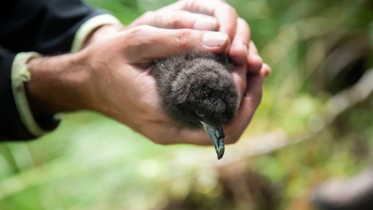 The mystery of the missing black petrels The mystery of the missing black petrels