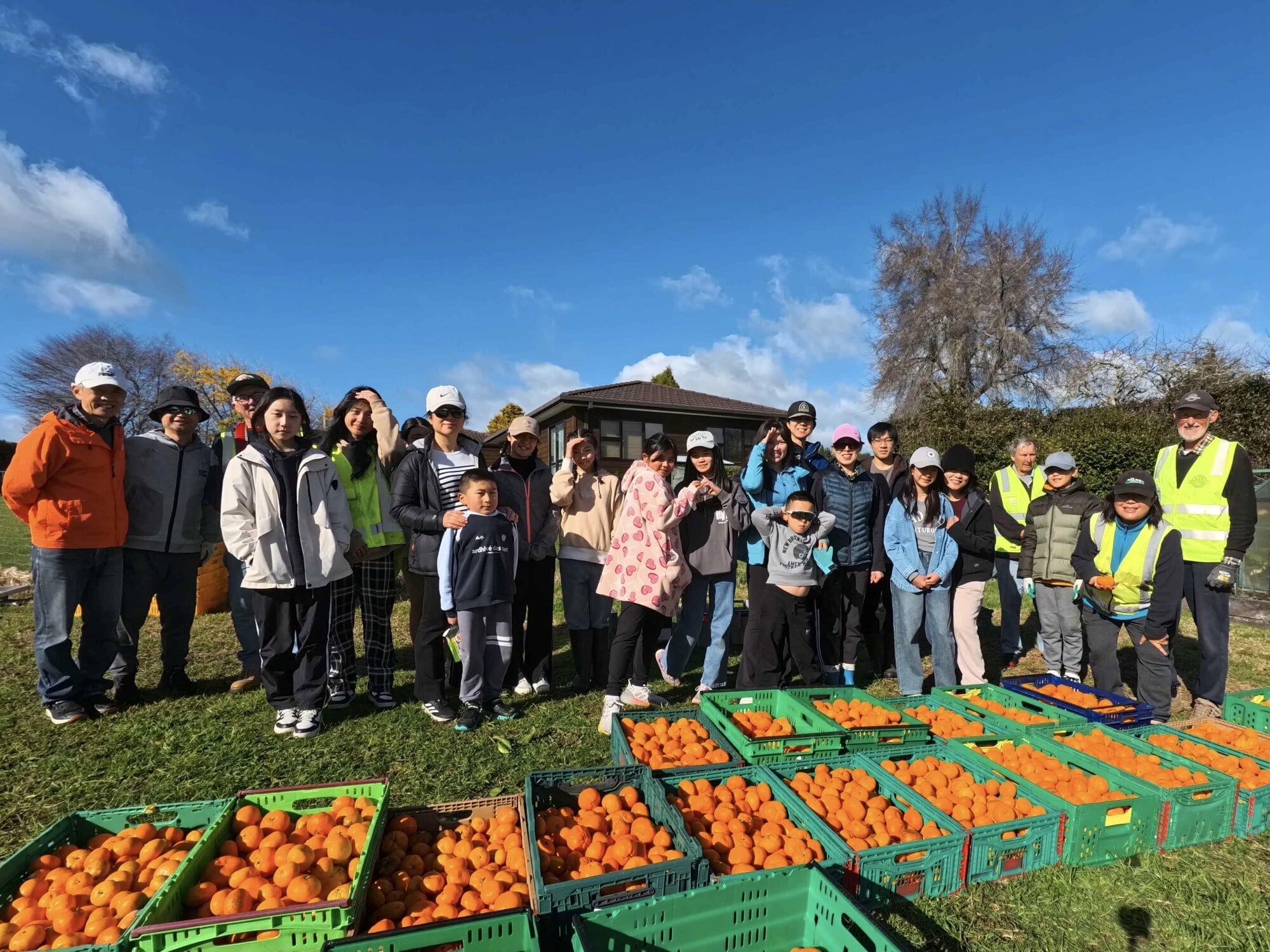  Bill Webb and team with rangatahi from Tauranga Chinese Christian Church harvesting mandarins in Te Puna. Photo / Bill Webb