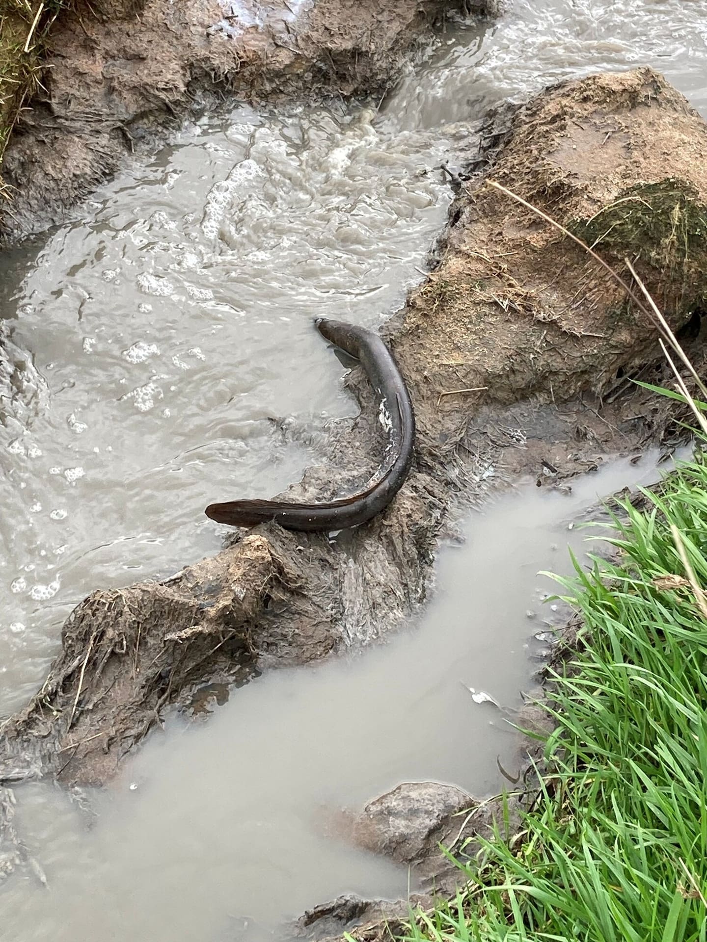 Rawhiti Environmental Park Limited has been convicted for persistent discharges of raw piggery effluent that flowed into streams of the Kaimai Range.