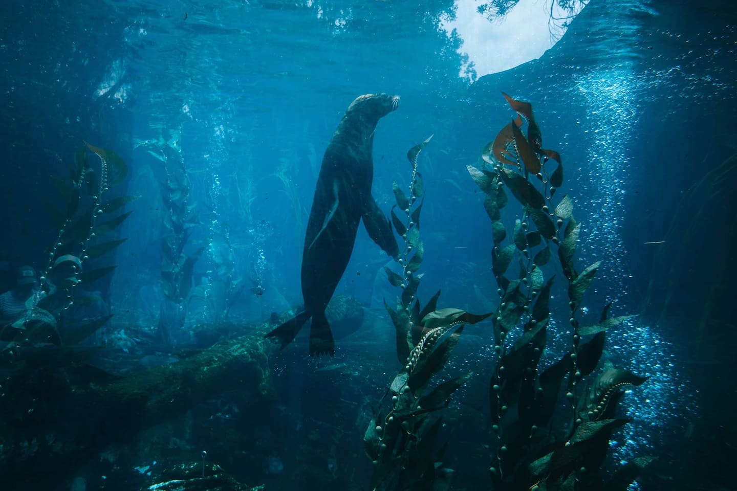 Ōrua was the last seal at Auckland Zoo. Photo / Auckland Zoo