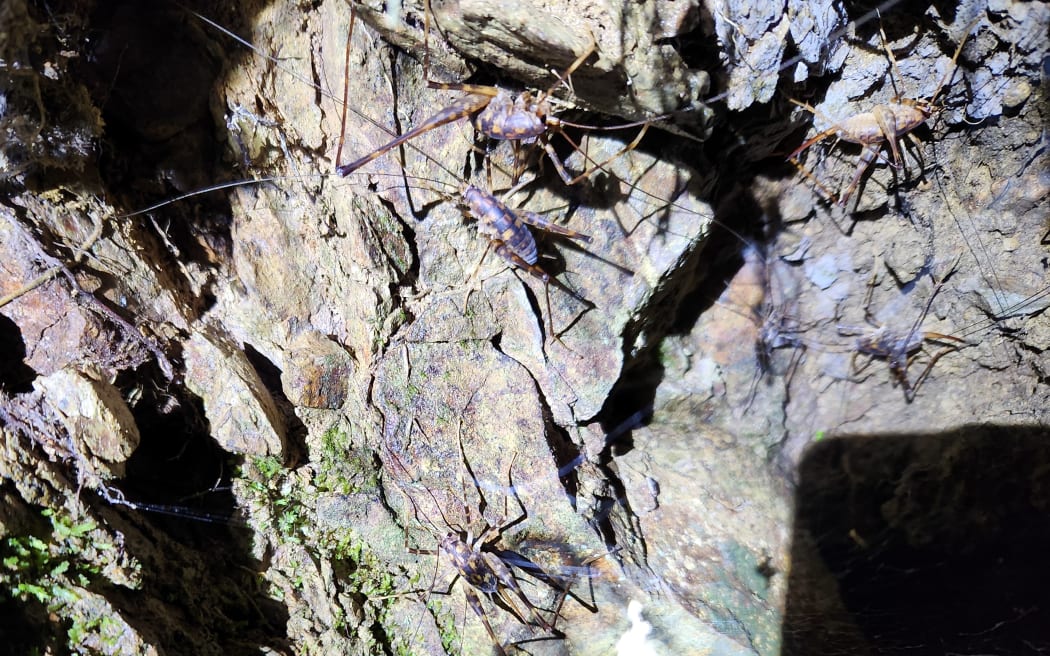 Wetā cluster under a rocky outcrop. Photo / Sally Round, RNZ
