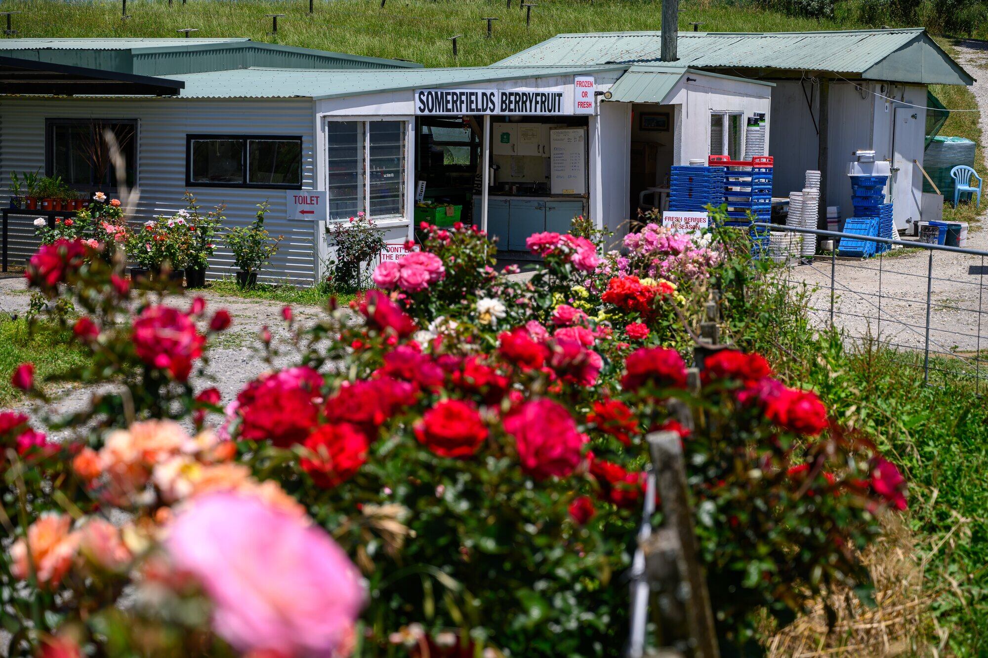  Rob Somerfield’s roses line the driveway to the packhouse.  Photo / David Hall