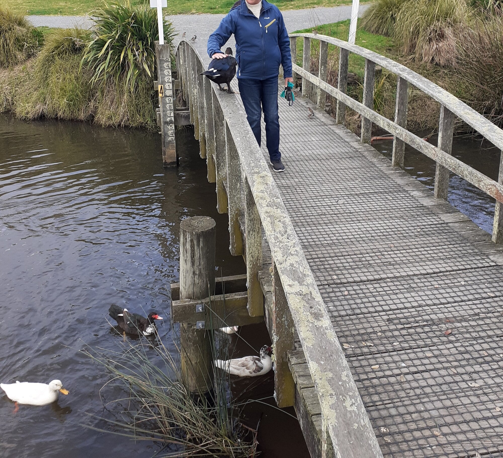 The male Muscovy duck getting a pat from a Papamoa resident.