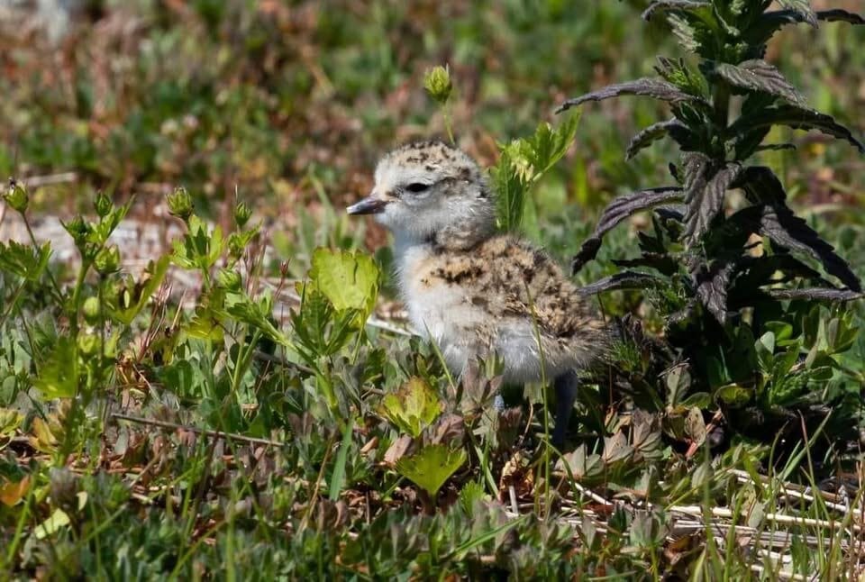 A dotterel chick at Waihī Beach. Photo / Supplied.
