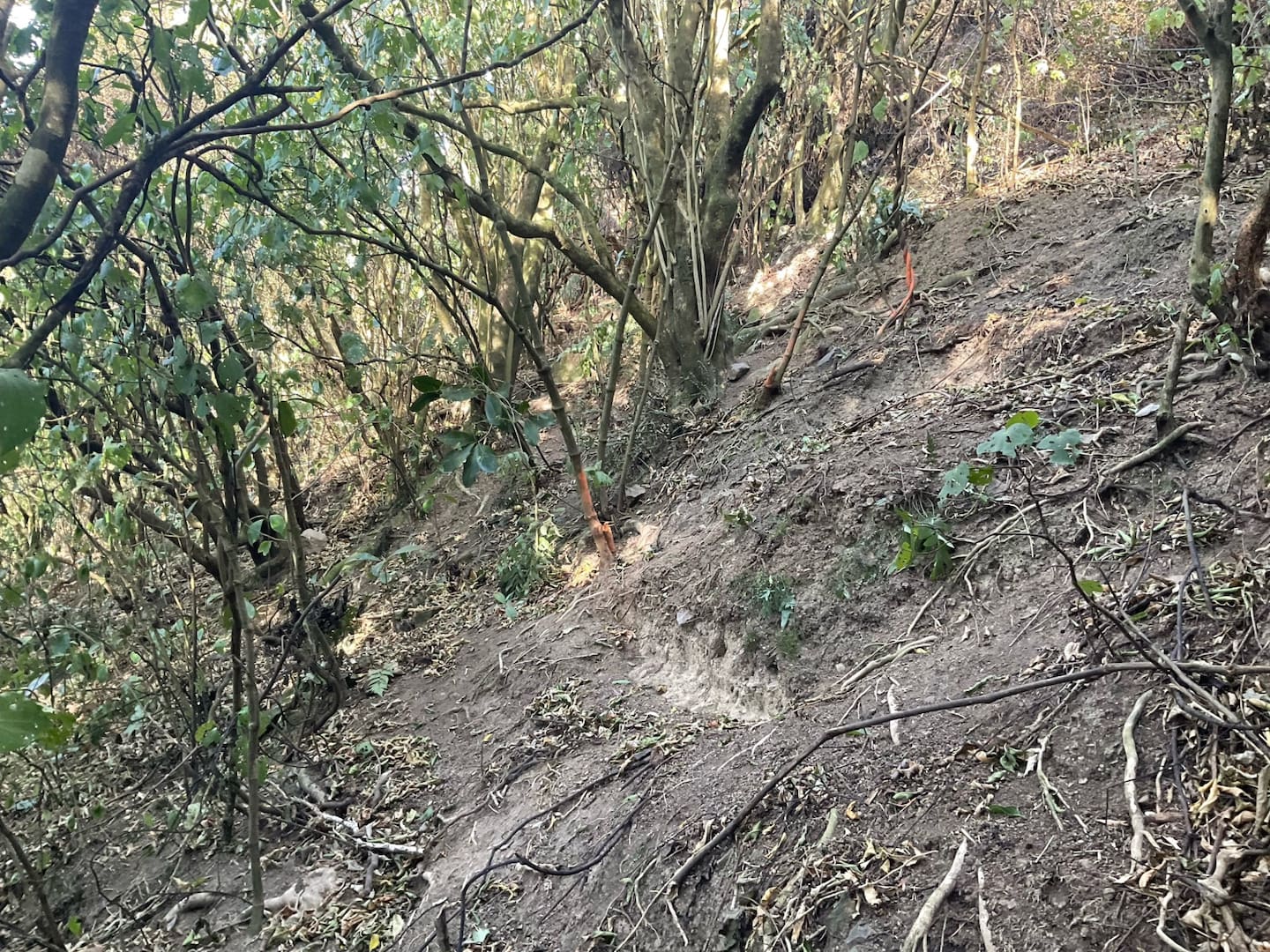 The site where Patricia Burt's skeleton was discovered. Photo / Hilary Martin