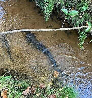  Lolong the friendly eel, who joins the crew for smoko. Photo / Supplied