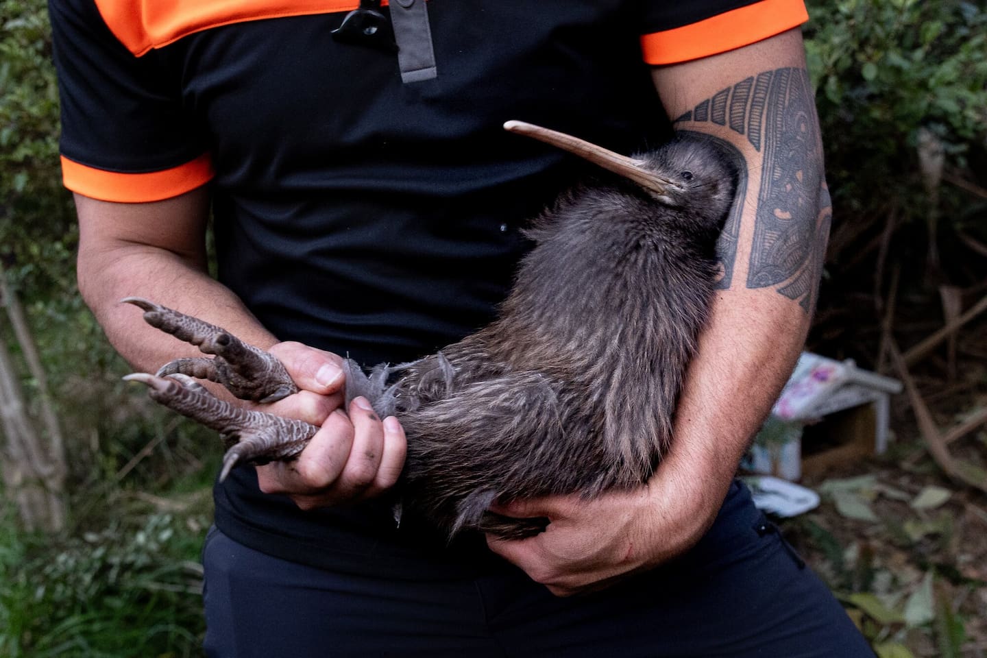 Kiwi trainer Will Kahu carries a kiwi to a new home on Waiheke Island. Photo / Sylvie Whinray
