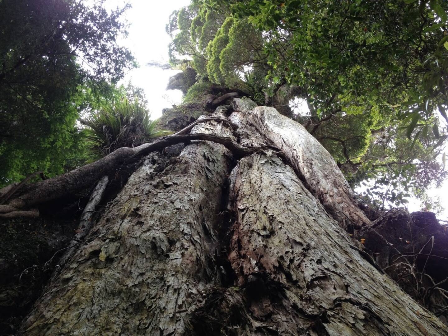 How to spot a native: The northern rata - NZ Herald