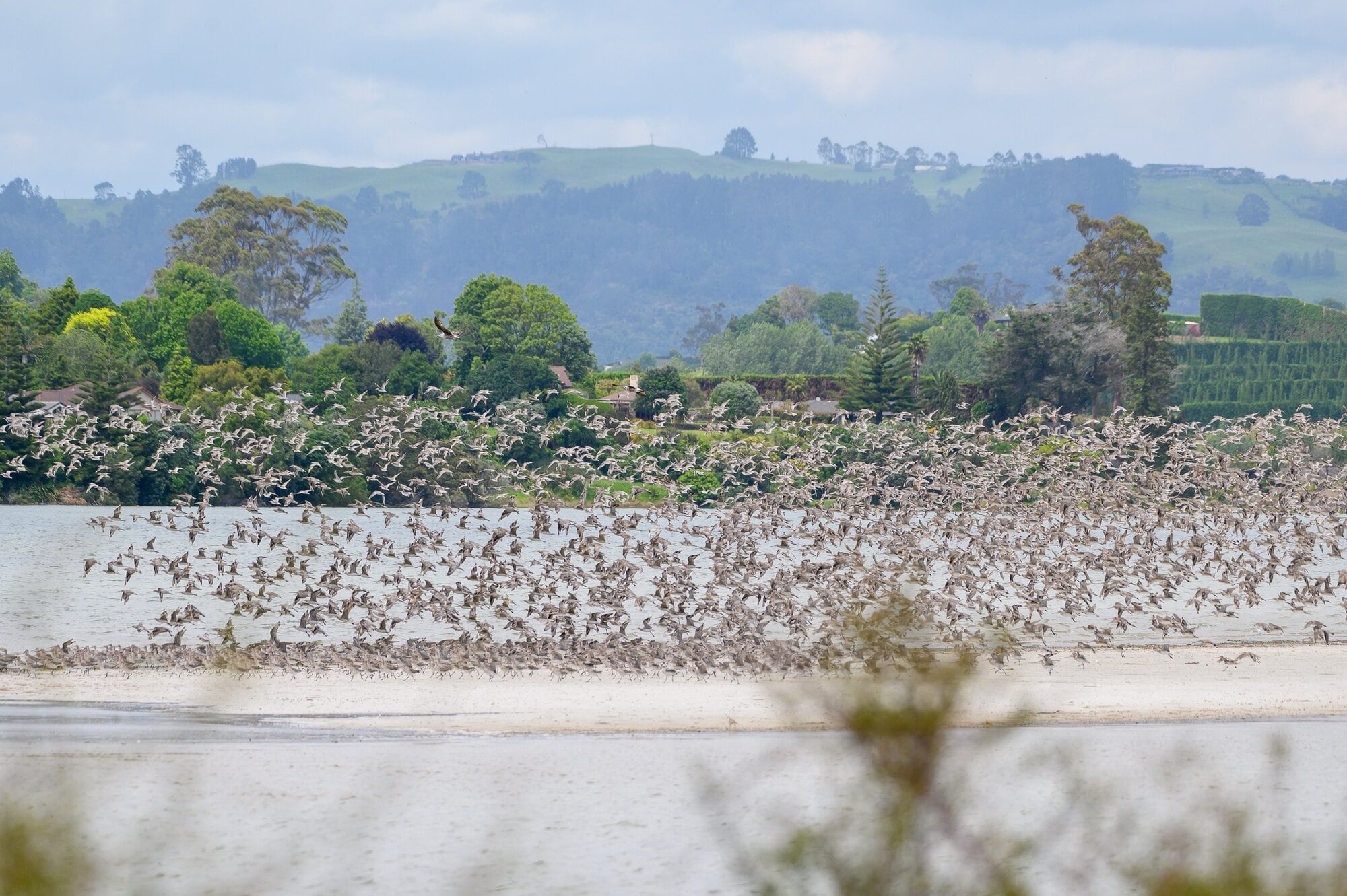  Bar-tailed godwits flying in just before high tide to land on the Tinopai sandbar at Ōmokoroa. Photo / David Hall