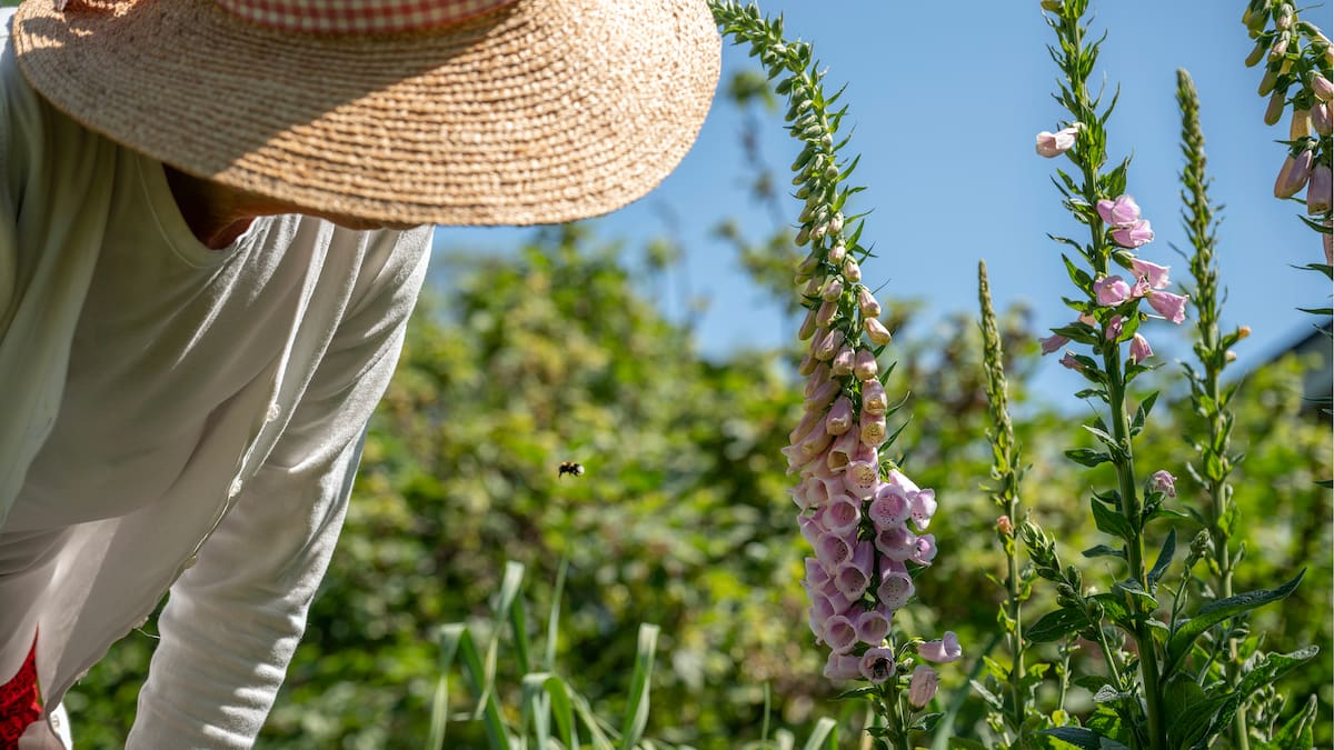 Sweden’s secret to well-being? Tiny urban gardens Sweden’s secret to well-being? Tiny urban gardens