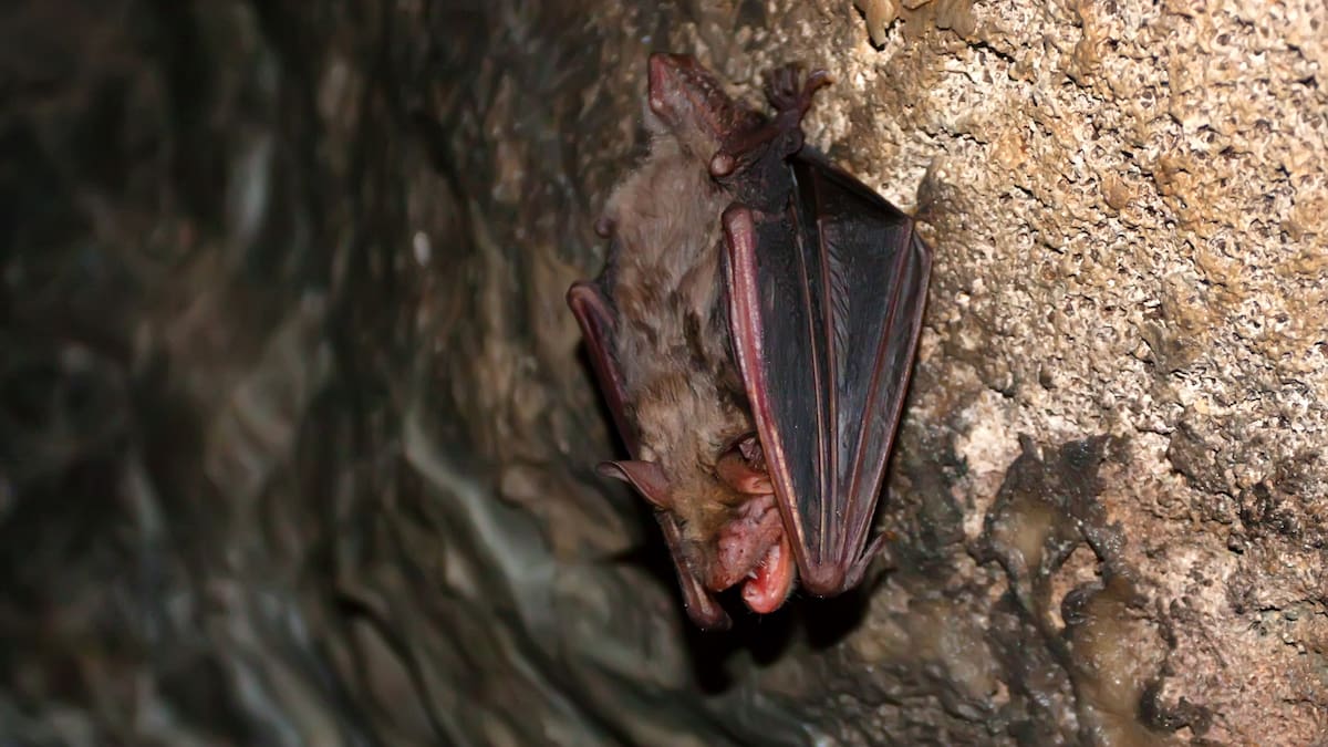 Wildlife video reveals bat-virus spillover potential in Uganda