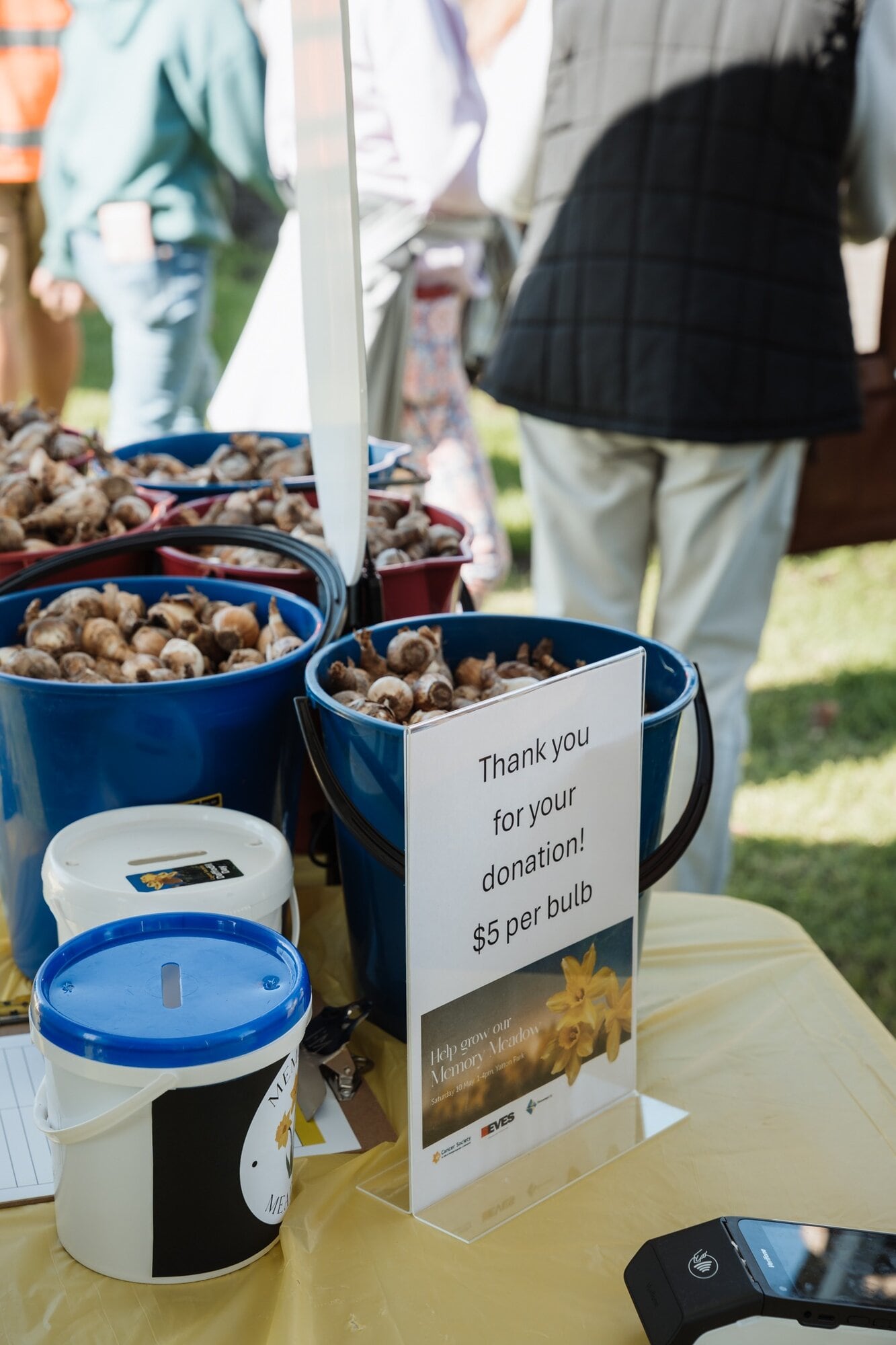 Plant a daffodil bulb on Saturday, April 18 at Mount Maunganui. Photo / Supplied