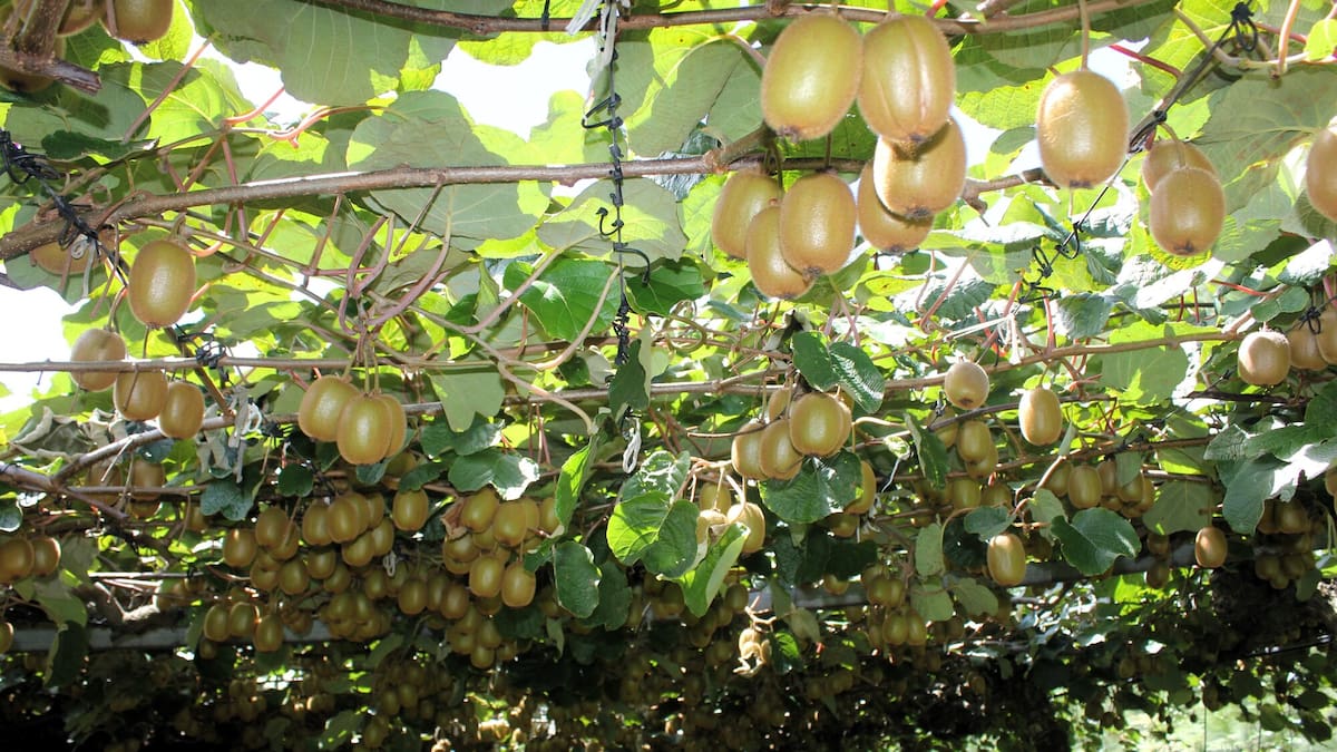 Zespri targets ‘world’s healthiest fruit brand’ Zespri targets ‘world’s healthiest fruit brand’