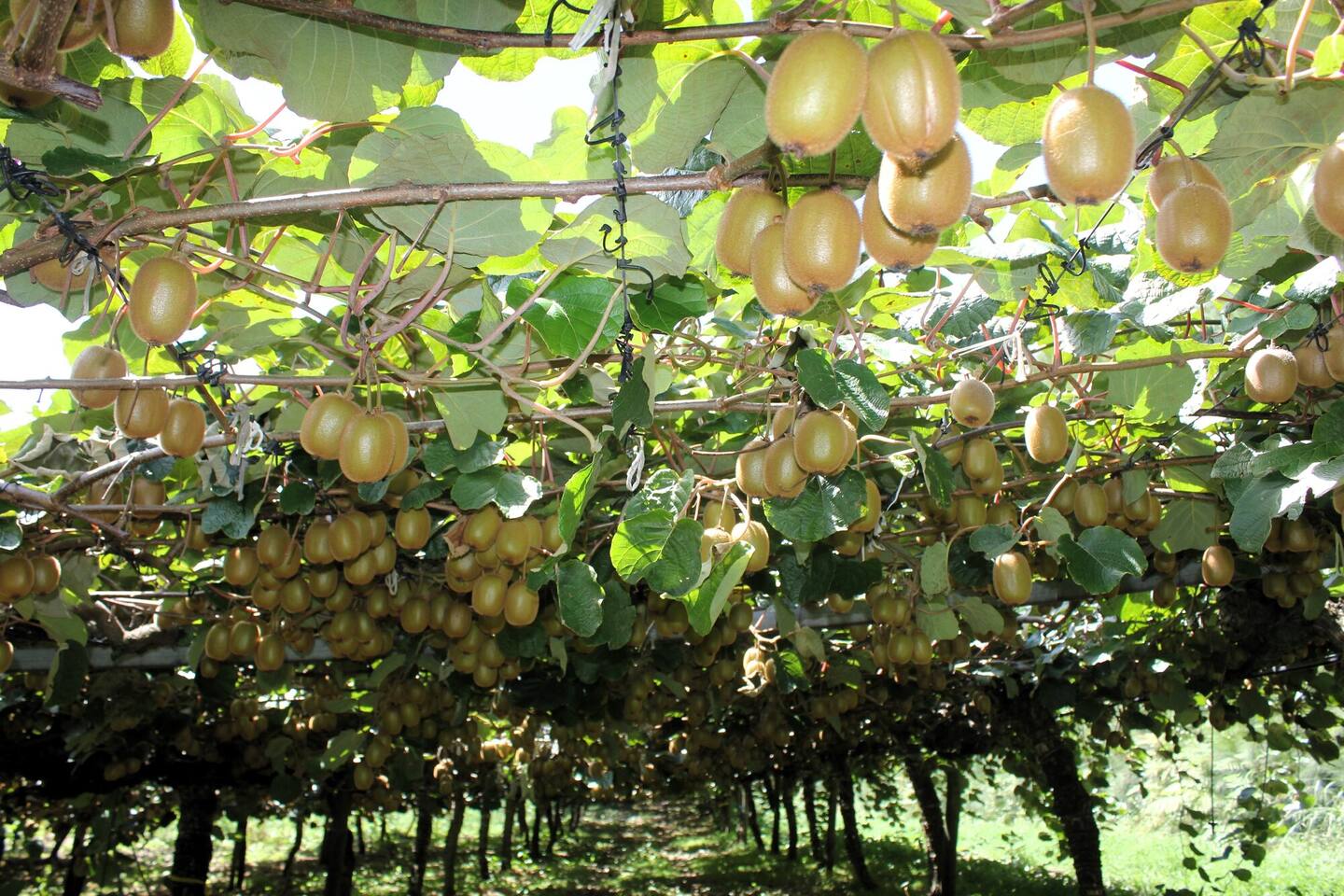 Beneath the canopy of Dave Guy-Taylor’s green Hayward kiwifruit. Photo / Debbie Griffiths