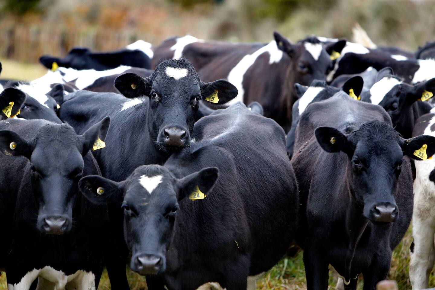 Greenpeace blames nitrate pollution in Canterbury primarily on intensive dairying. Photo / John Stone