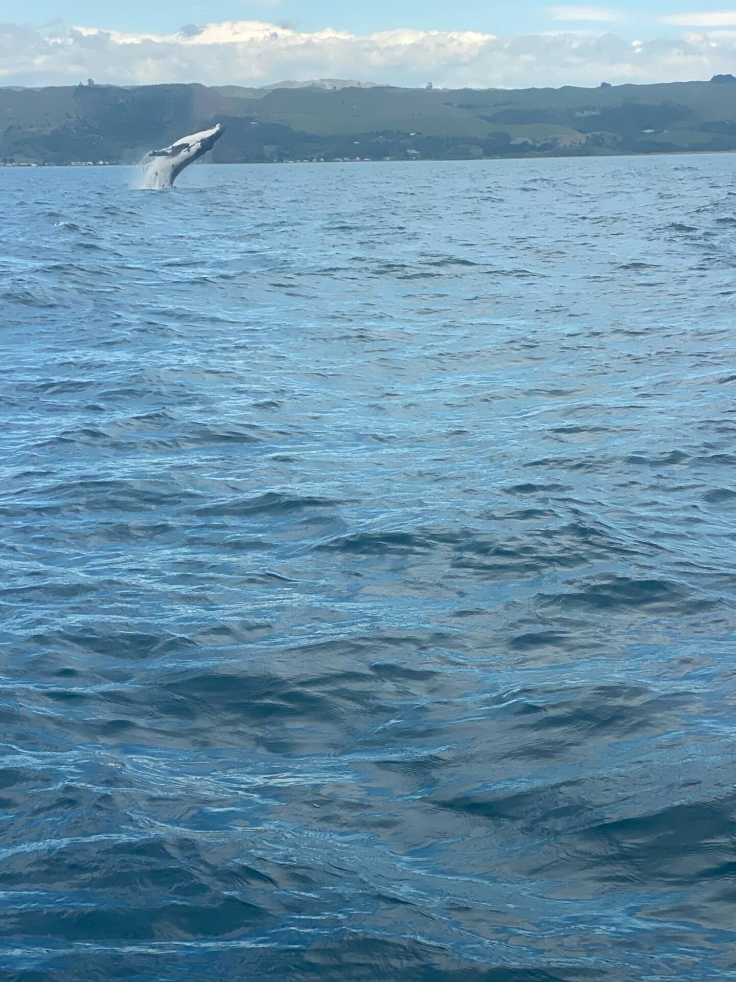 It is thought that breaching has a number of different purposes including parasite removal, assisting with feeding, communication and getting visibility above water. Photo / Olly Ryan