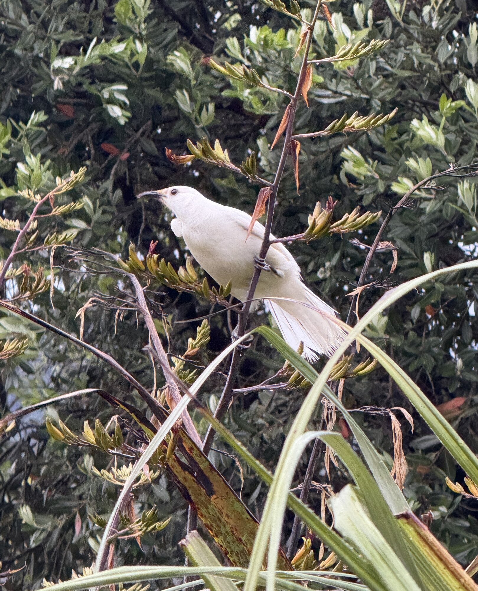 This rarely-sighted white tui has made Nathan Pye's Bay of Plenty garden its home recently. Photo / Nathan Pye