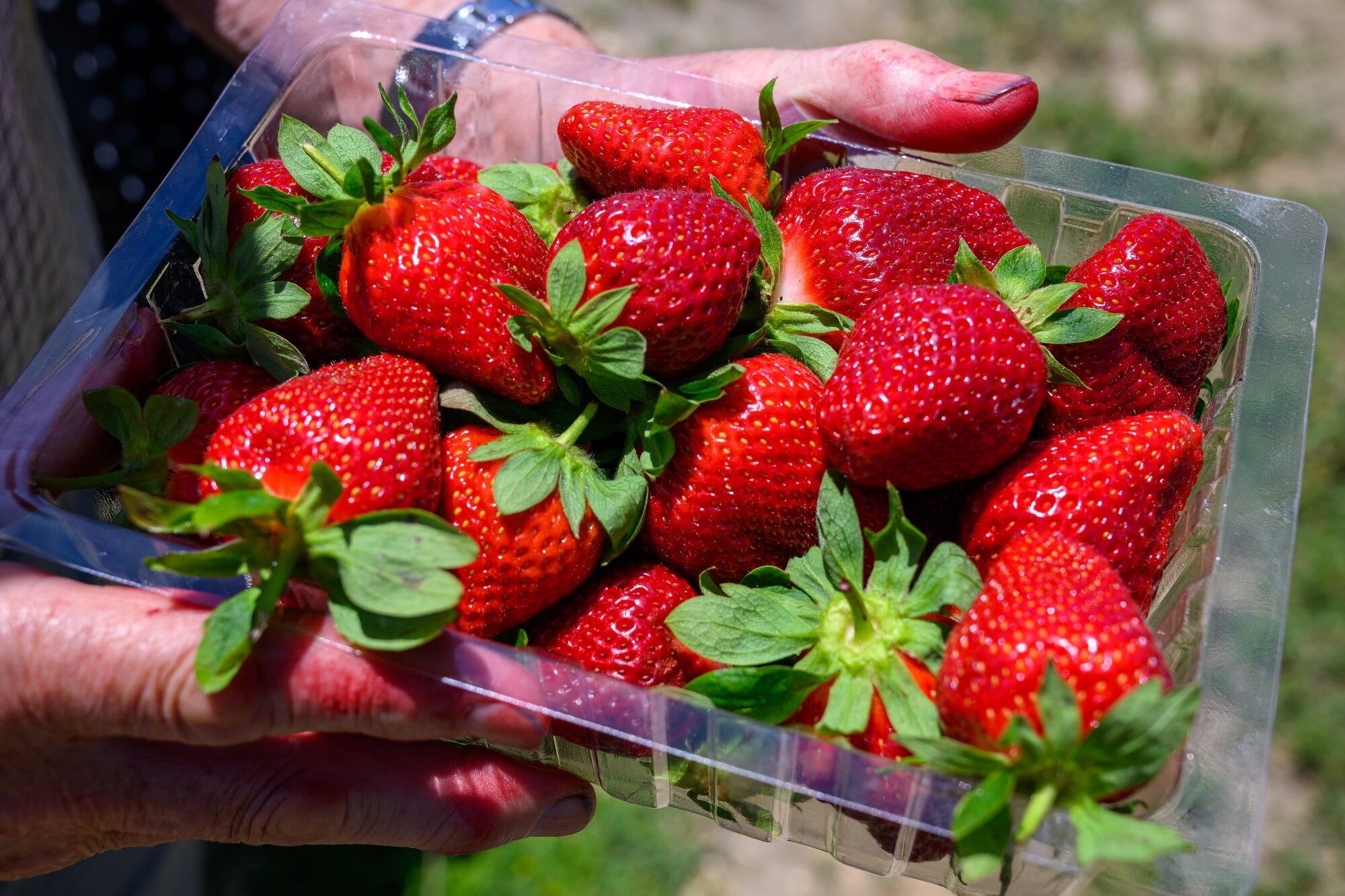  Freshly picked strawberries at Somerfield Berryfruit farm in Oropi. Photo /David Hall.
