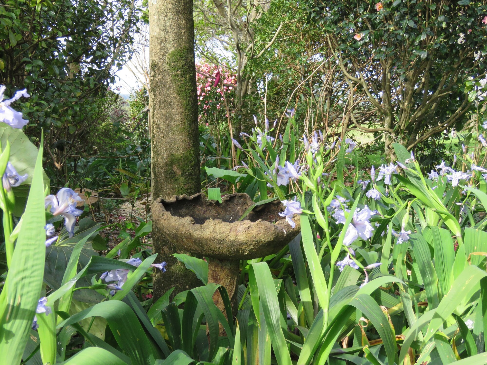  A bird bath among blooms. Photo / Merle Cave