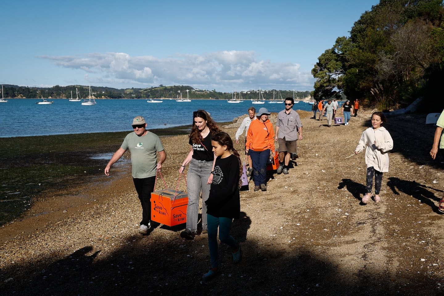 Kiwi are carried ashore at Blackpool Beach, Te Motu-ārai-roa Waiheke Island, after they arrived by barge from neighbouring Pōnui Island. Photo / Sylvie Whinray