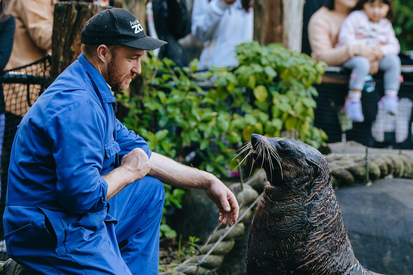 The zoo's former seal keeper, Odin, with Ōrua. Photo / Auckland Zoo
