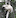 Sifaka "dancing" lemurs prance dramatically when they move across the ground.  Photo / Jeanine Barone, Washington Post