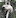 Sifaka "dancing" lemurs prance dramatically when they move across the ground. Photo / Jeanine Barone, Washington Post