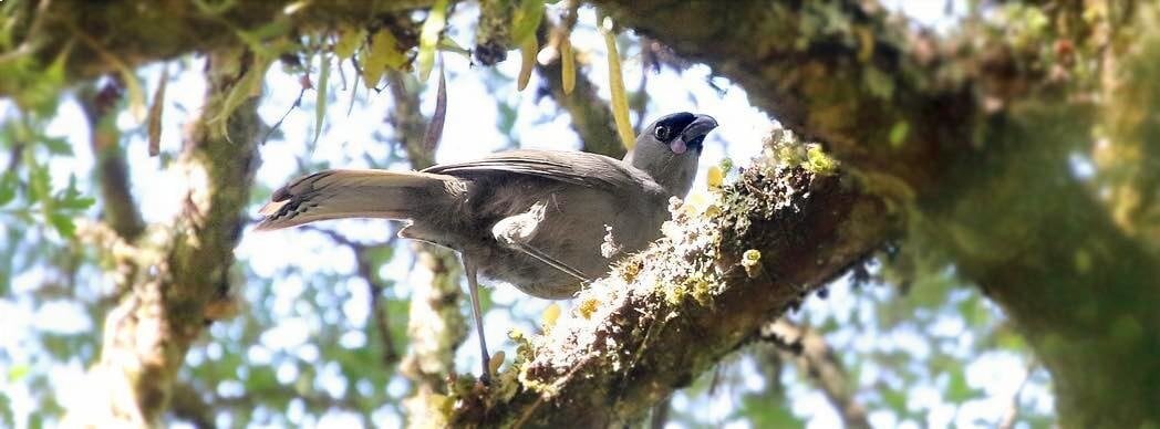 kōkako seen on the Kaharoa Kōkako Track. Photo / Melissa Boardman