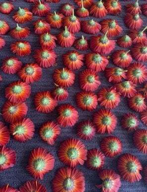  Drying Calendula flowers. Photo / Supplied