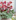 Hellebores are known as the Lenten or winter rose.
PICTURES / SUPPLIED
