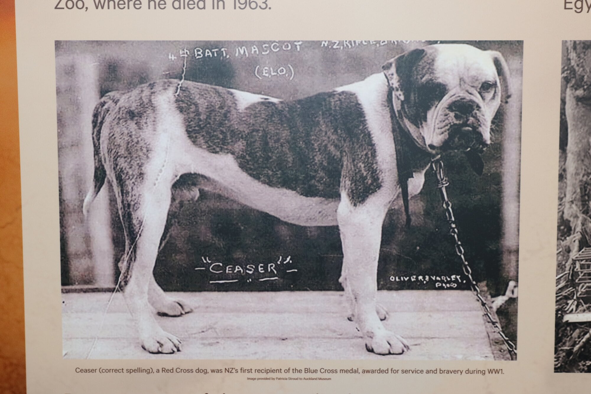  One million dogs and many hundreds of smaller animals died alongside the men and women they served in WWI. Photo / Kelly O&rsquo;Hara