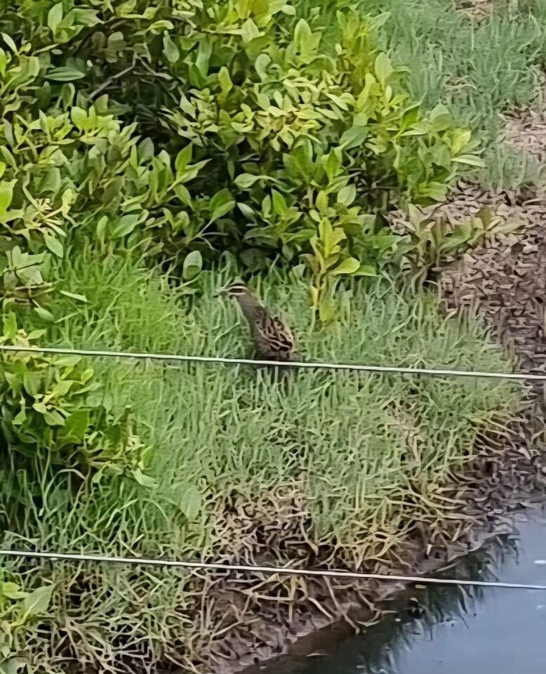 The juvenile Banded rail spotted on January 16. Photo / Dave Smith