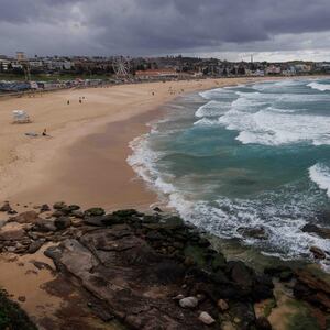NSW considers removing shark nets at popular Sydney beaches