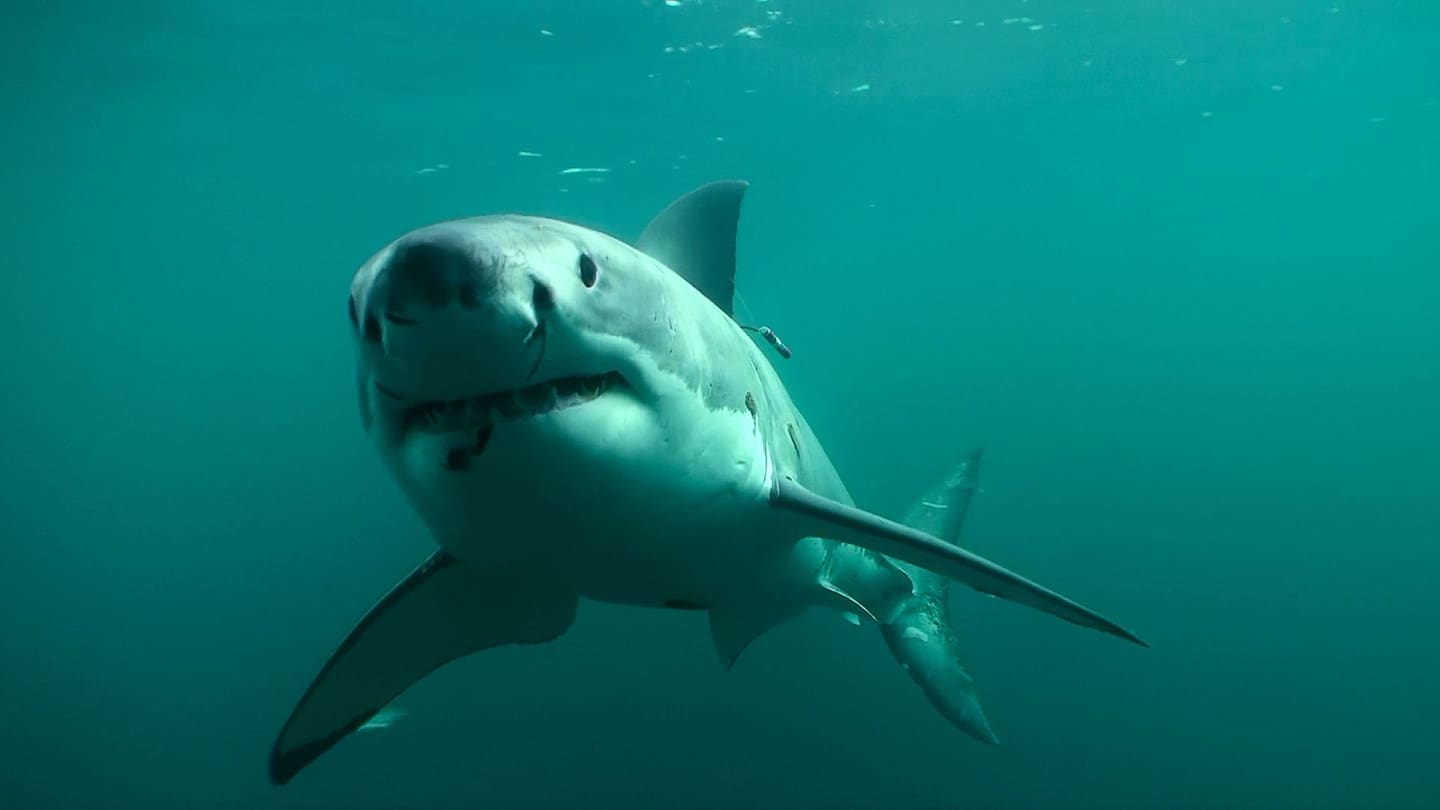 A new study is offering hope for shark-fearing beachgoers after it was discovered that LED lights which could be attached to surfboards deterred great whites. Photo / Clinton Duffy
