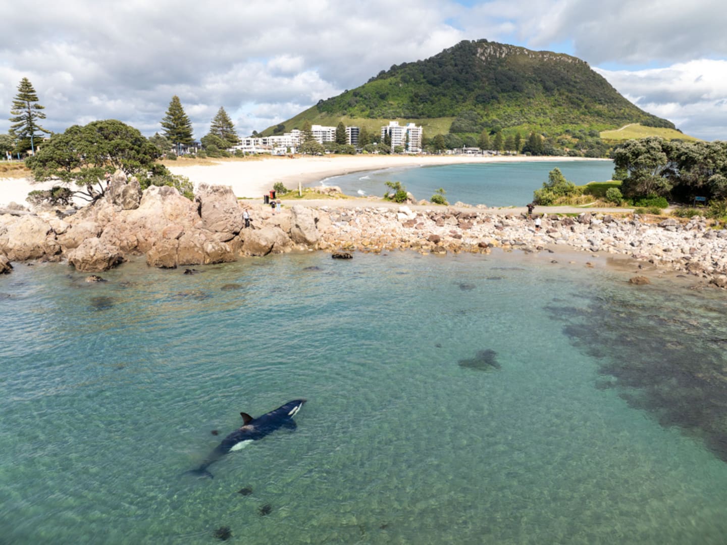 How to protect wildlife this summer: DoC advice for beaches and ...