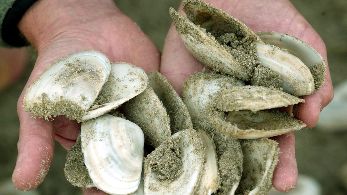 Toxic shellfish found in Bay of Plenty, warning issued - NZ Herald