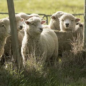 Auckland company Lanaco’s wool filters chosen for Nasa Artemis II mission