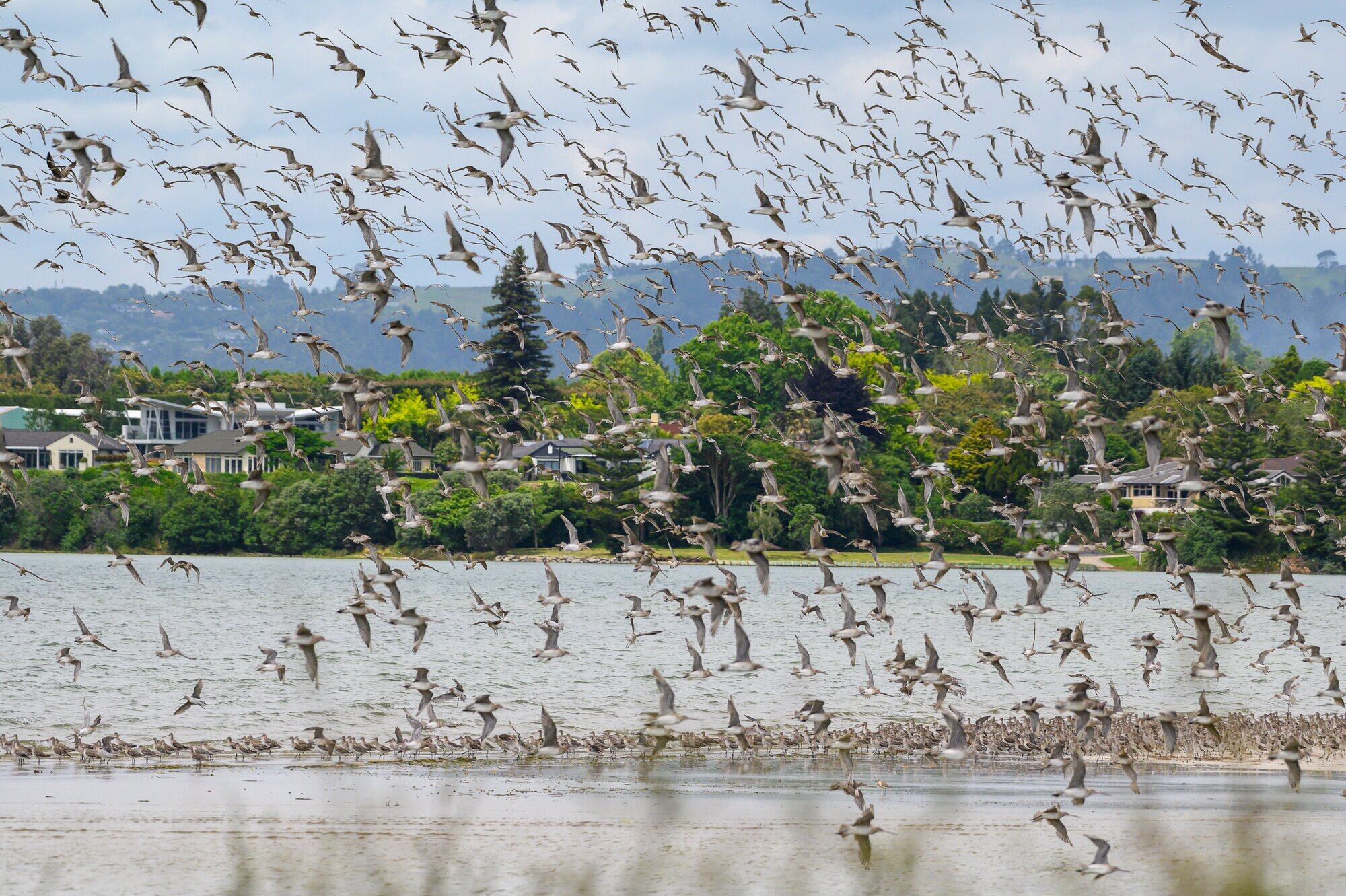  Bar-tailed godwits flying in just before high tide to land on the Tinopai sandbar at Ōmokoroa. Photo / David Hall