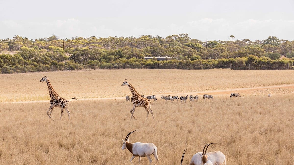 Australia’s luxury Monarto Safari Resort offers African wildlife experience