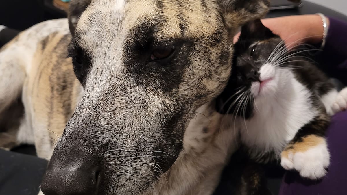 'Horrendous': Two family pets poisoned, die within hours of each other 'Horrendous': Two family pets poisoned, die within hours of each other