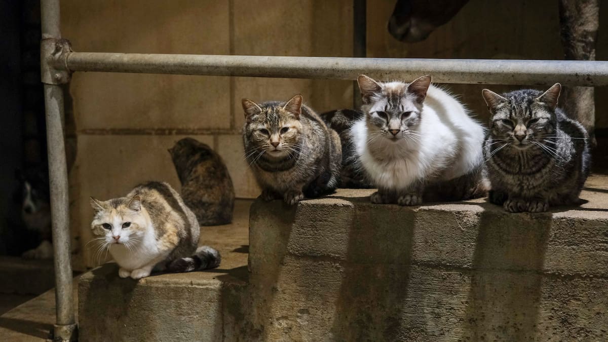 Could cats become a carrier of bird flu? Could cats become a carrier of bird flu?