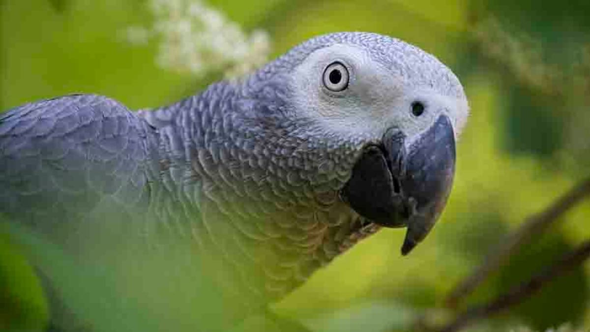 Zoo parrots separated after encouraging each other to swear at visitors