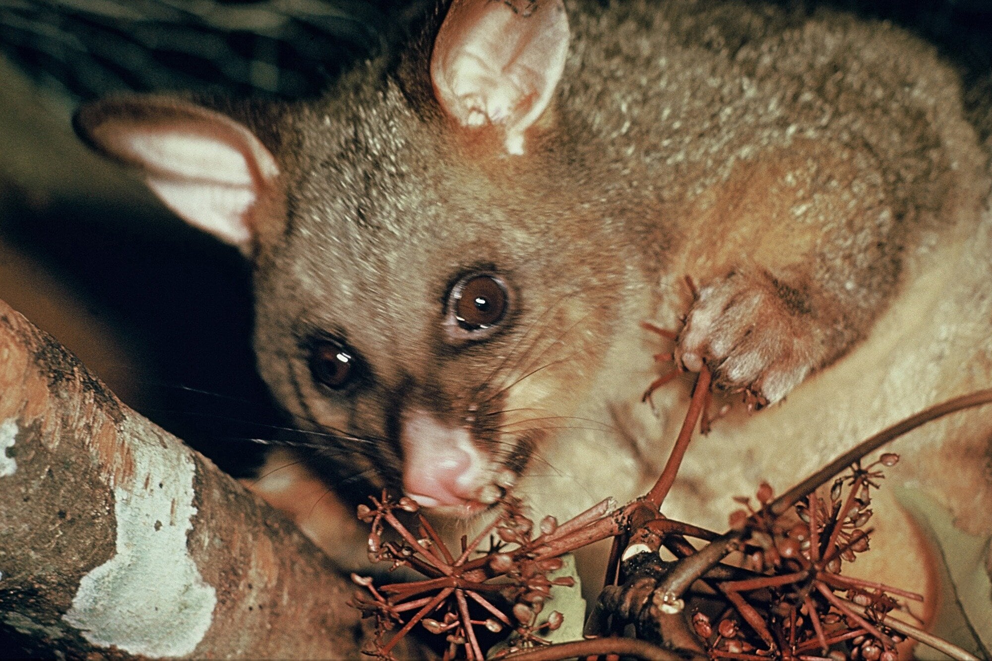 Possums are the target of Ospri's bovine tuberculosis programme in East Taupō. Photo / DoC