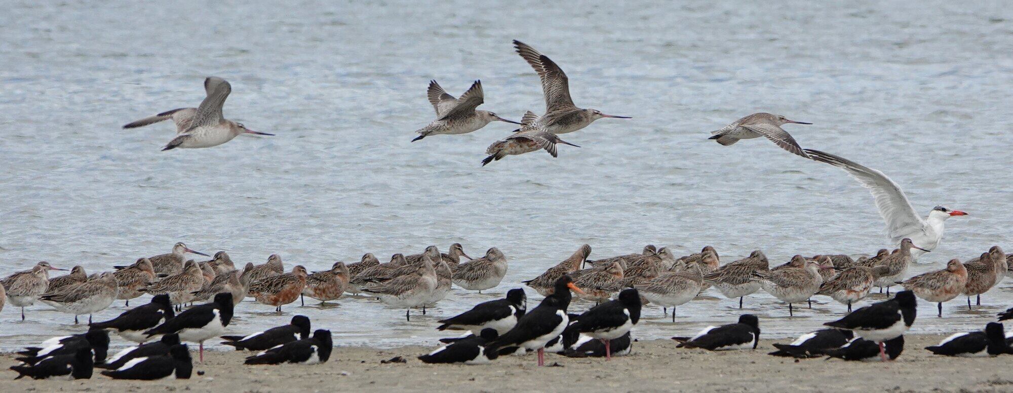  Bar-tailed godwits share the Tinopai sandbar at Ōmokoroa with other birds such as oystercatchers and seagulls. Photo / Christina Cleaver