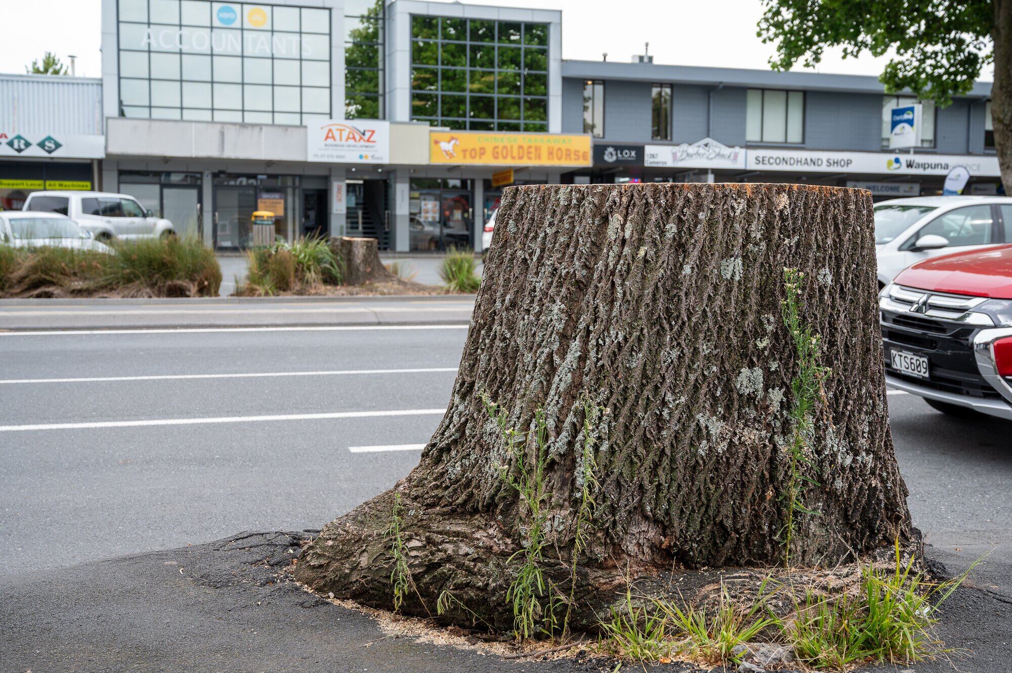 Two tulip trees opposite each other on Cameron Rd in the Greerton Village have been chopped down. Photo/David Hall.