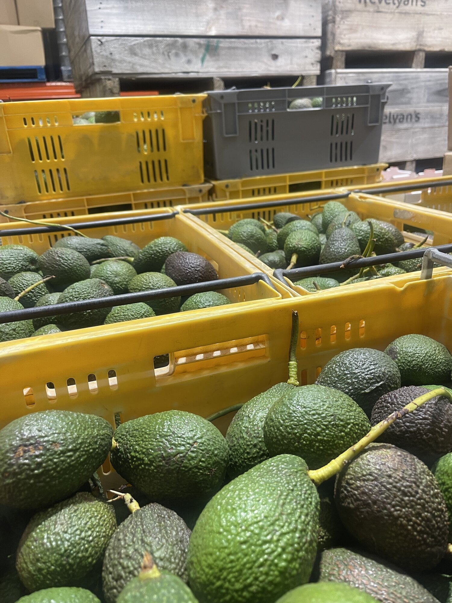  About 30 bins of avocados were rescued and redistributed, reaching families from Kaitaia to Wellington. Photo / Supplied