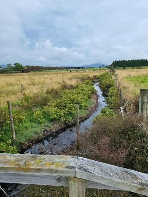 The habitat along the Beach Rd walkway, where Banded rails have been sighted. Photo / Sharon Strong