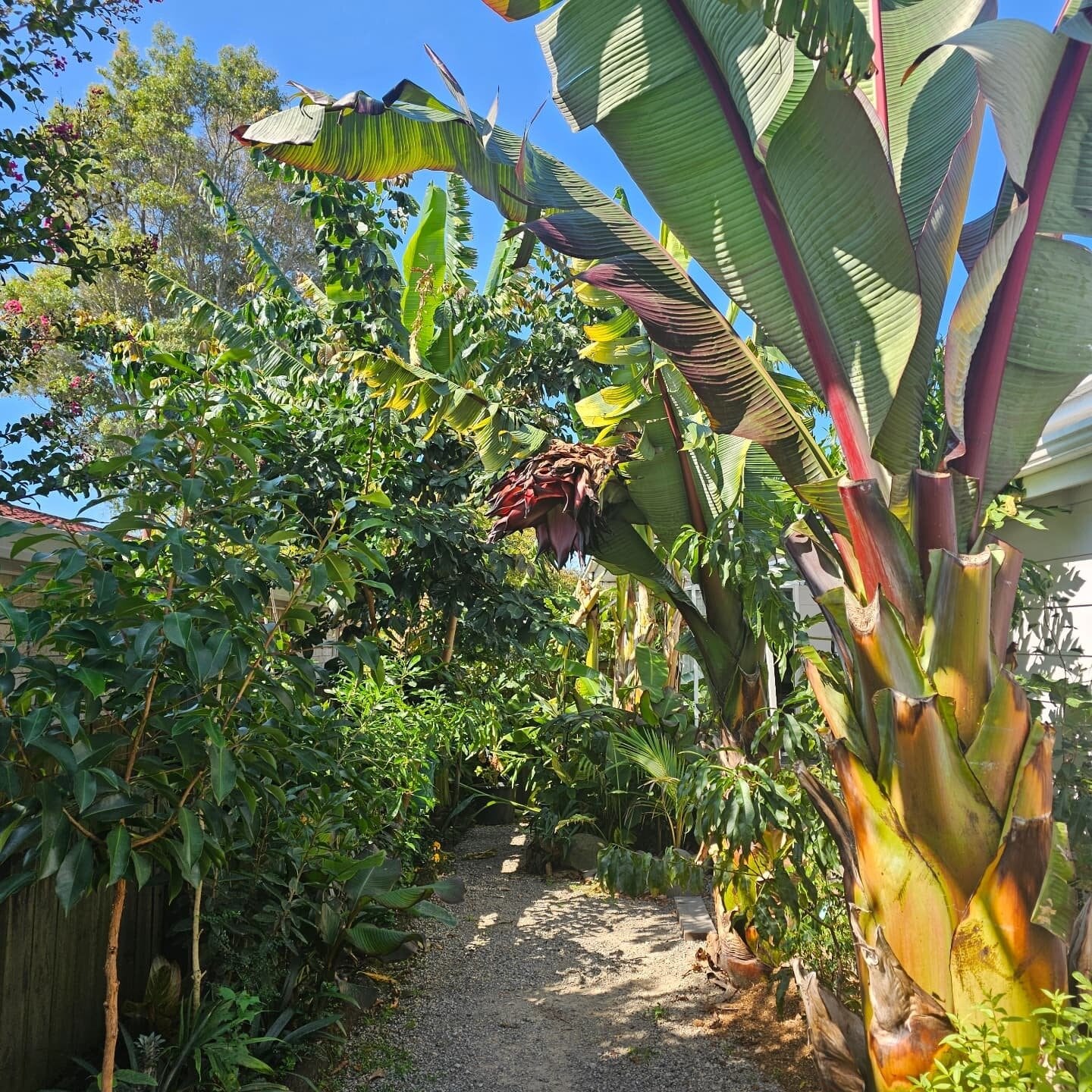  The Troppo food forest. Photo / Supplied