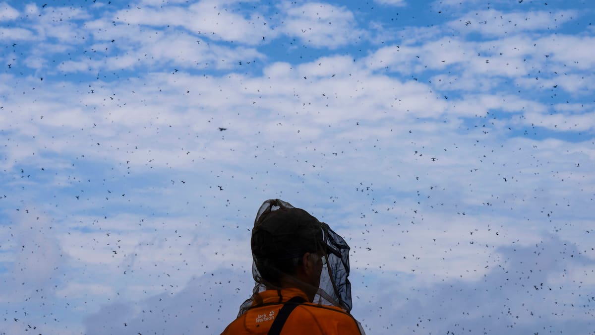 Lovebugs vex people in South Korea, covering hiking trails and footpaths